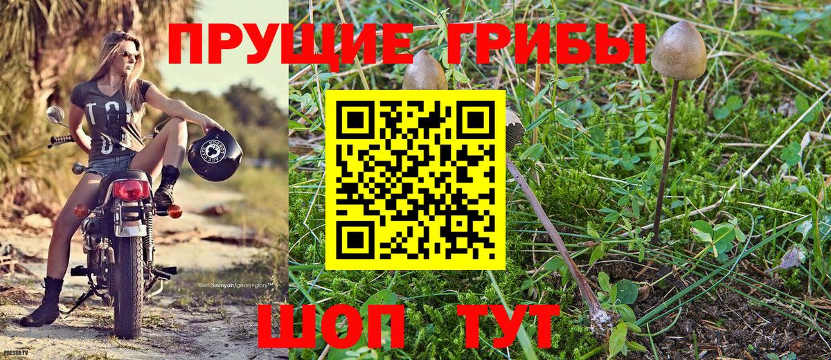 Псилоцибиновые грибы Psilocybe Череповец